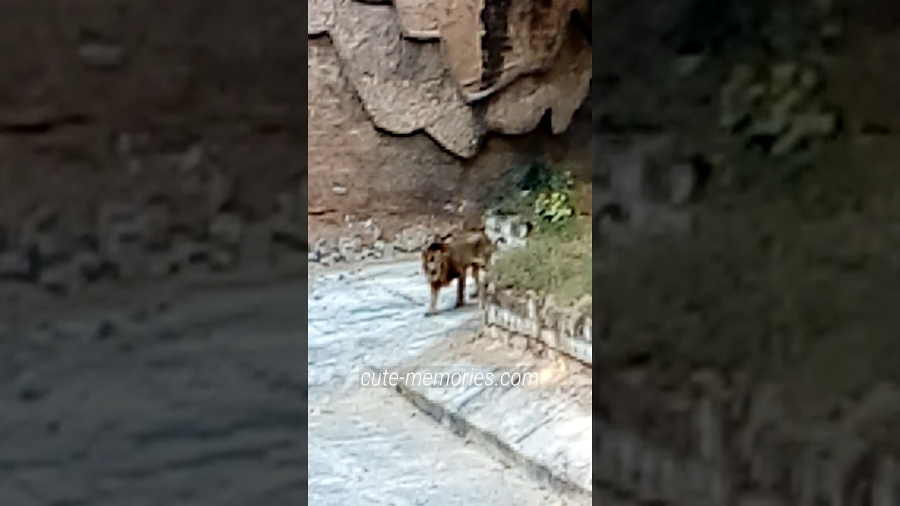 Delhi Zoo Lion Part One | #lion #delhizoo #delhizoologicalpark  #wildlife