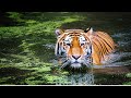 4K African Animals: Hwange National Park: Amazing African Wildlife Footage with Real Sounds in 4K