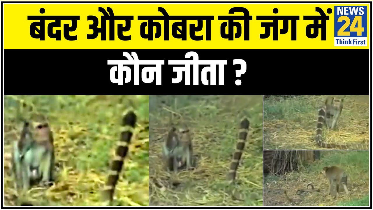 Viral Video: बंदर पर अटैक करने आया था किंग कोबरा, गुस्से में पकड़ी पूंछ और मजा चखाया