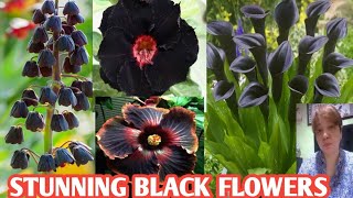 RARE BLACK FLOWERS AND PLANTS WITH IT'S NAME @margiepulido21