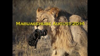 Remake of Mabuasehube Aug 2014  Lions in camp