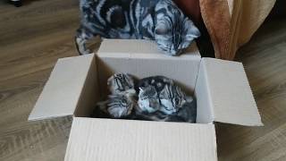 МЯУКАНЬЕ КОТЯТ 😻 КОШКА УХАЖИВАЕТ ЗА КОТЯТАМИ / ШОТЛАНДСКИЕ КОТЯТА СКОТТИШ ФОЛД И СКОТТИШ СТРАЙТ МЯУКАНЬЕ КОТЯТ 😻 КОШКА УХАЖИВАЕТ ЗА КОТЯТАМИ / ШОТЛАНДСКИЕ КОТЯТА СКОТТИШ ФОЛД И СКОТТИШ СТРАЙТ