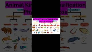 Protozoa Phylum Animal Kingdom Classification #JEE#NEET#MHTCET##CET#