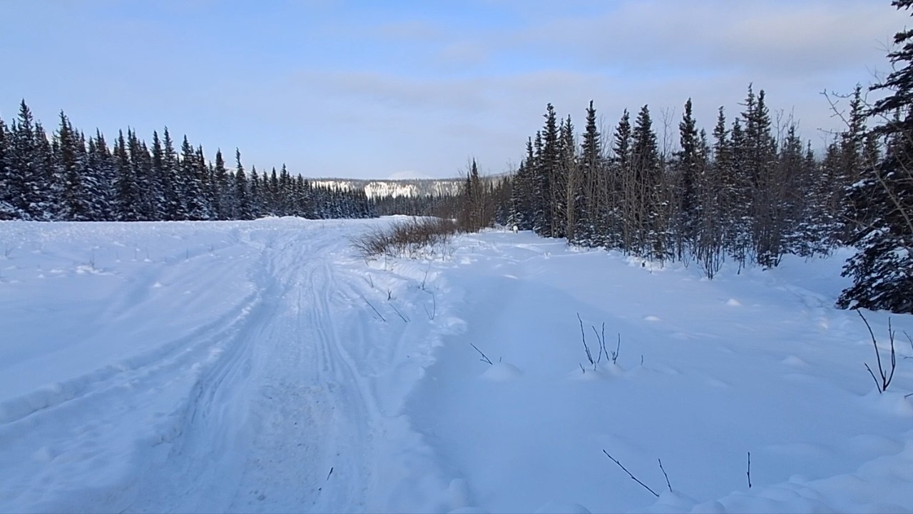 Cats In Quarantine And Snowmachines - Remote Alaska