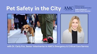 Pet Safety in the City