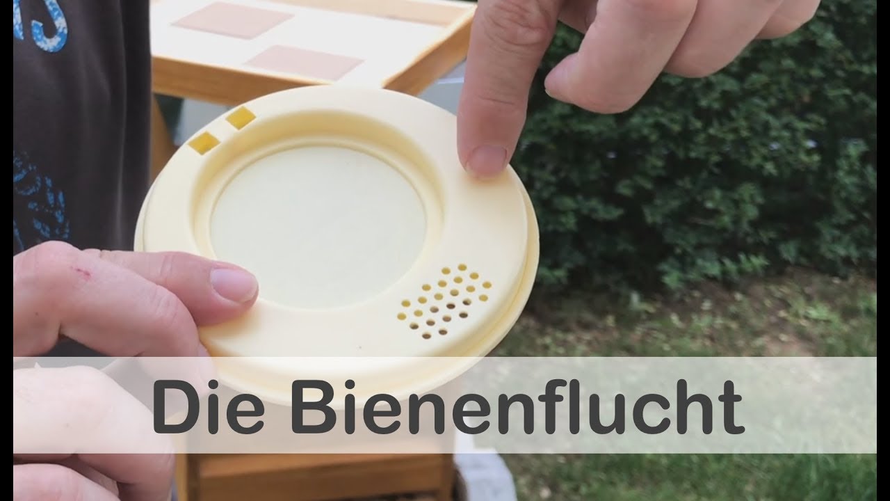 Bienenflucht einlegen