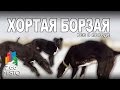 Хортая Борзая - Все о породе