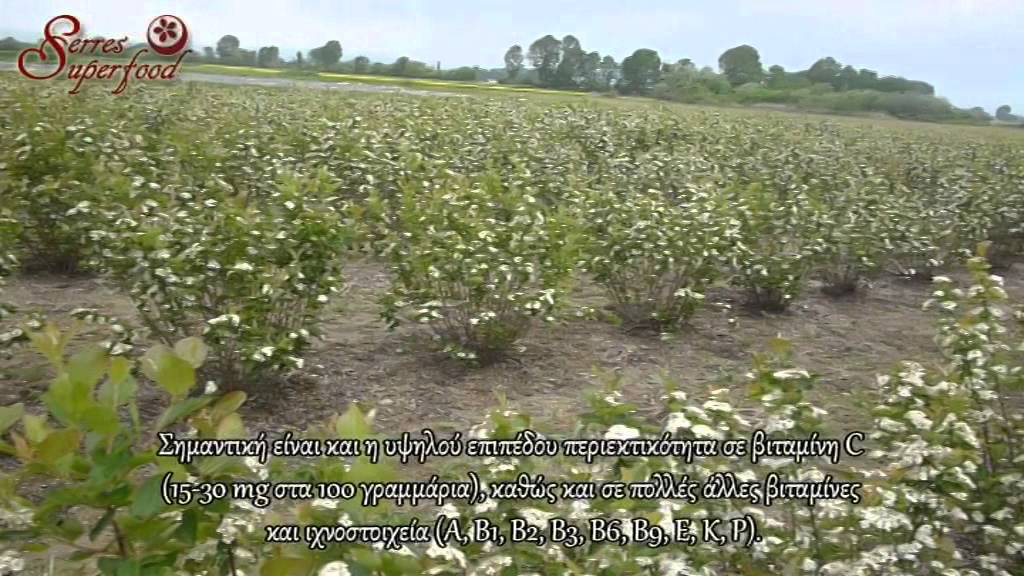 ΑΡΩΝΙΑ - ΣΕΡΡΕΣ. SerreSuperfood