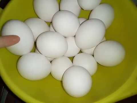 Вес яйца леггорнов на инкубацию. Проверяем оплод.