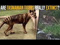 Are Tasmanian Tigers Really Extinct?