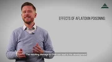 Mycotoxin Minute 93 – What Makes Aflatoxin B1 So Dangerous?
