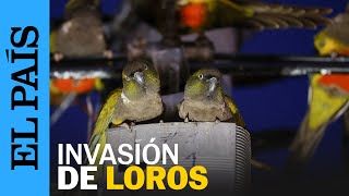 ARGENTINA | Loros barranqueros invaden Hilario Ascasubi | EL PAÍS