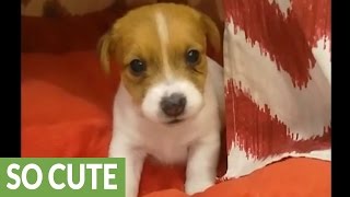 Jack Russell puppy's adorable bedtime routine