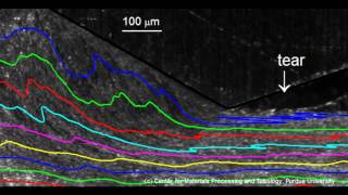 Movie S2
Movie showing splitting of surface folds into tears and defect remnants in the wake of the wedge.
This research was published in the journal Proceedings of the Royal Society A in the paper: Surface folding in metals: a mechanism for delamination wear in sliding by Mahato. The doi link for the article is http://rspa.royalsocietypublishing.org/lookup/doi/10.1098/rspa.2014.0297 Movie S2