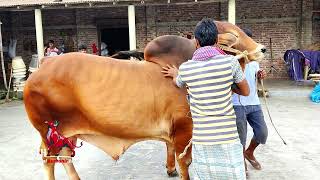 Huge Shahiwal Cow At Natore Exlusive Look Mashaaallah Jjkh