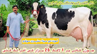 New Farmer | Top Class Biggest Australian Fresian Cows For Sale | Heavy Milking Cows | 31 May 2026