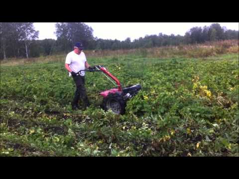 Уборка картофельной ботвы.Ботвоудалитель из фрезы мотоблока SunGarden MF 360
