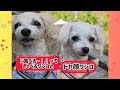 【おしゃべり犬】『食べるー』って喋るルーク！その他にもいろんな言葉を言ってます♪