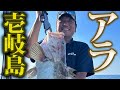 玄界灘の離島・壱岐島でアラ釣りしたら神掛かっていた！【Y's(ワイズ)神湊港】