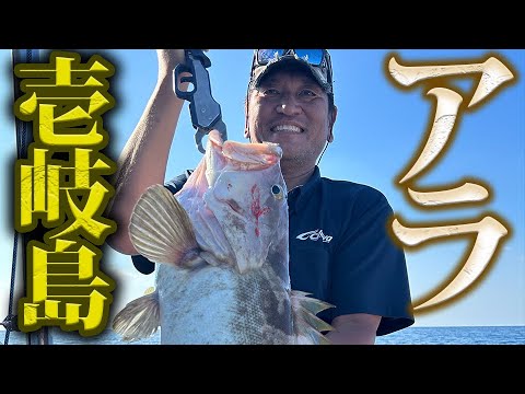 玄界灘の離島・壱岐島でアラ釣りしたら神掛かっていた！【Y's(ワイズ)神湊港】