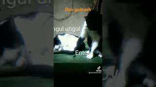 #anabulk #kucinglucu #anjinglucu #entoyment #subra #subramment #ungulungulmoment #ungulungulmoments