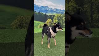 Puppia Amatas Dog Harness A paza ha2182