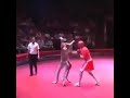 Kangourou vs homme  combat en cage