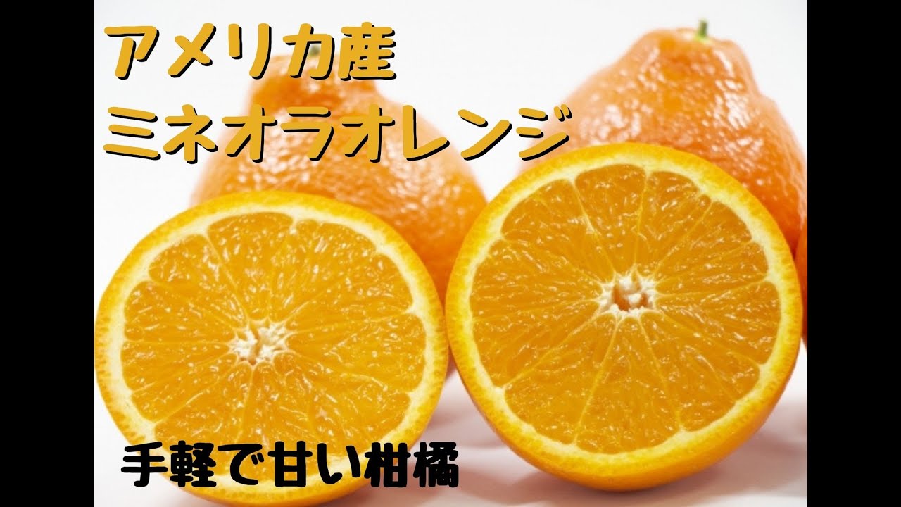 外国産でもおすすめ柑橘 甘くて気軽に食べられるアメリカ産 ミネオラオレンジ Youtube