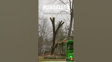 Tree felling montage compilation #treework #trees #arborist #shorts