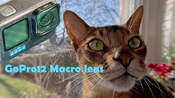 GoPro Hero 12  Macro lens -- How does it work and test shootings GoPro 12 微距镜头