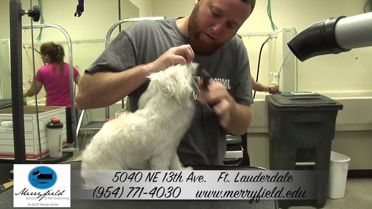 “Grooming School Florida”, “Florida Grooming School“, “Grooming School