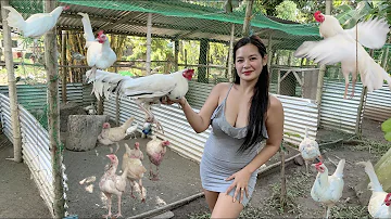 Ganito na kadame ang aking Purebreed White kelso! 🐓