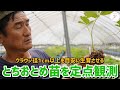 「いちご栽培 いちご農家」とちおとめ苗を定点観測※クラウン径1cm以上を目安に生育させる