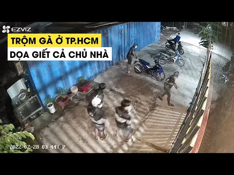 Video Xôn xao vụ nhóm trộm gà manh động đe dọa cả chủ nhà ở... - youtube