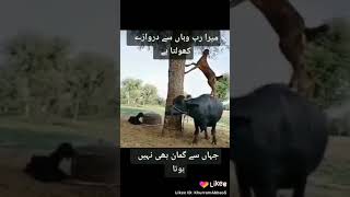 Allah par yaqeen