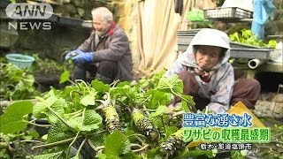 ワサビの収穫が最盛期　栃木・那須塩原市(14/02/01)