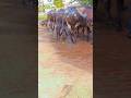 garmiyo me masti#cow #viral #farming mintu