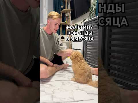 МОЯ МАЛЬТИПУ ЗНАЕТ КУЧУ КОМАНД В 3 МЕСЯЦА 🤯 #мальтипу #команды #собака #dogs #maltipoo