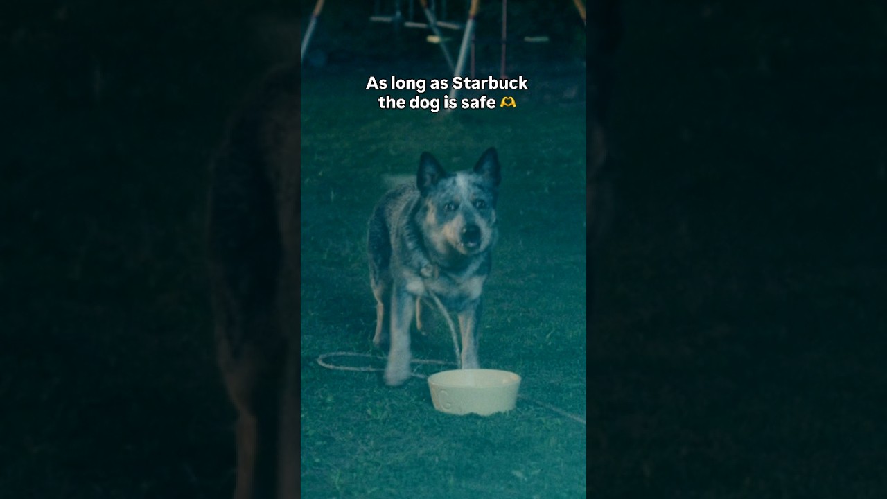 Always rooting for the dog...