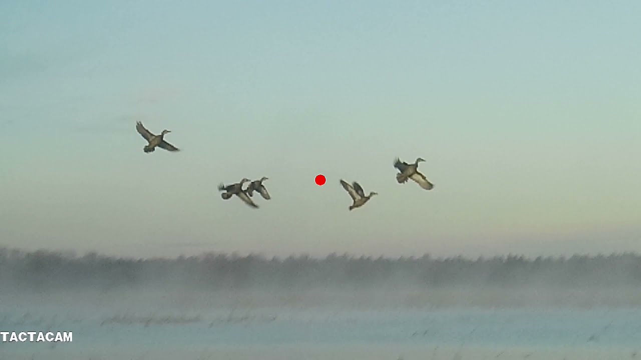 WISCONSIN PUBLIC LAND DUCK HUNT MID OCTOBER YouTube wisconsin-public-land-duck-hunt-mid-october-youtube