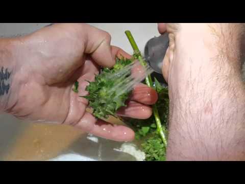 How to make harvested powdery mildew smokable