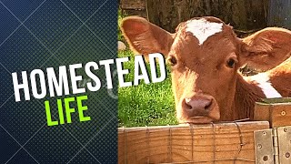 Homestead Life: Guernsey cows, Milking Time, New Additions!