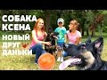 Собака Ксэна, новый друг Даньки