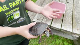 How to help a turtle cross the road