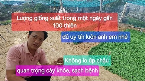 Xuất giống cúc pha lê trong tỉnh cũng đủ đuối một ngày cả trăm thiên