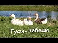 Гуси-лебеди