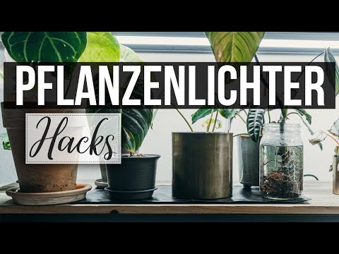 Video: Pflanzensämlinglampen