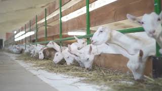 goats are standing behind a fence of a farm by TMA WORLD No views 1 month ago 7 seconds