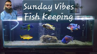 Sunday Funday, With Fishes and Tanks... Fish Keeping #aquarium #fish #cichlid #goldfish