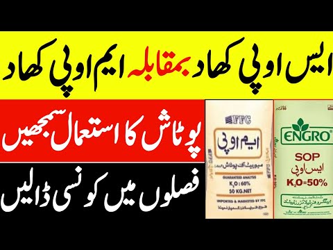 ایس او پی بمقابلہ ایم او پی کھاد اور اسکےاستعمال کا سمجھیں |  SOP Vs Mop Fertilizers |SOP fertilizer